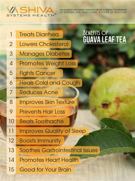 Guava Leaf Tea Has Been Part Of Traditional Medicine For Centuries In