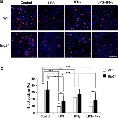 Cell Proliferation Analysis Using Bromo Deoxyuridine Brdu In