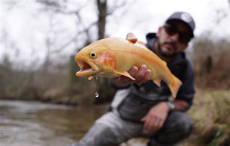 Palomino Trout... the swimming Banana! - Flylords Mag