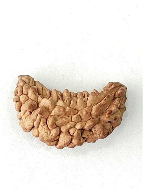 Half Moon Shape Brown 1 Mukhi Rudraksha At Rs 2500 In Delhi Id