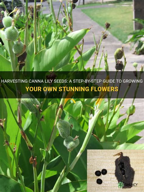 Harvesting Canna Lily Seeds A Step By Step Guide To Growing Your Own