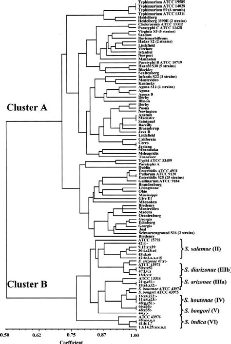 Phylogenetic Tree Of Various Salmonella Strains Including S Enterica