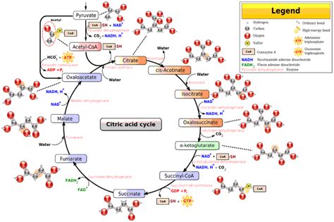 Bioquimica Ciclo De Krebs