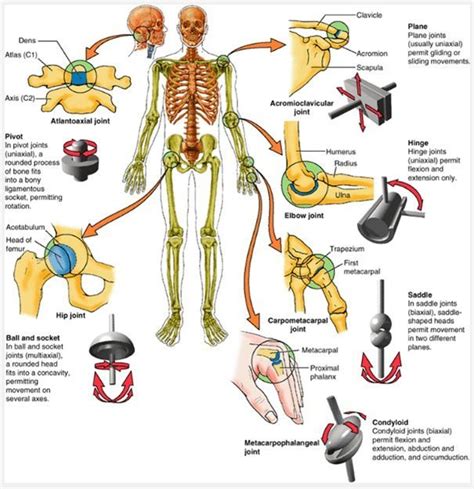 Pin On Anatomy