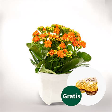 Pflanzen verschicken einfach günstig online FloraPrima de