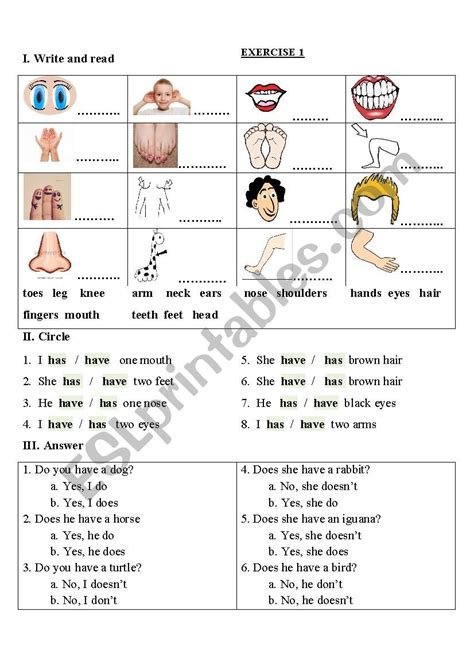 Parts Of The Body Have Or Has Esl Worksheet By Nguyenthuthao