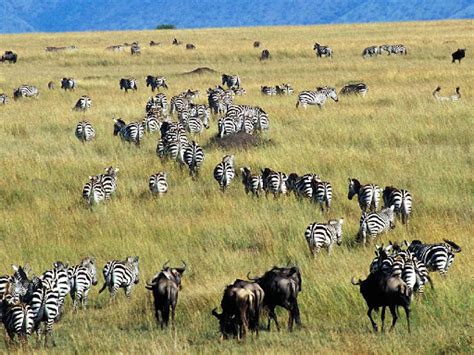 Serengeti National Park | scenery series