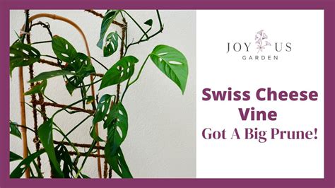 SWISS CHEESE VINE PRUNING HOW TO MAKE A MONSTERA ADANSONII FULLER