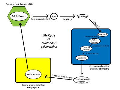 Trematode life cycle stages - Wikipedia