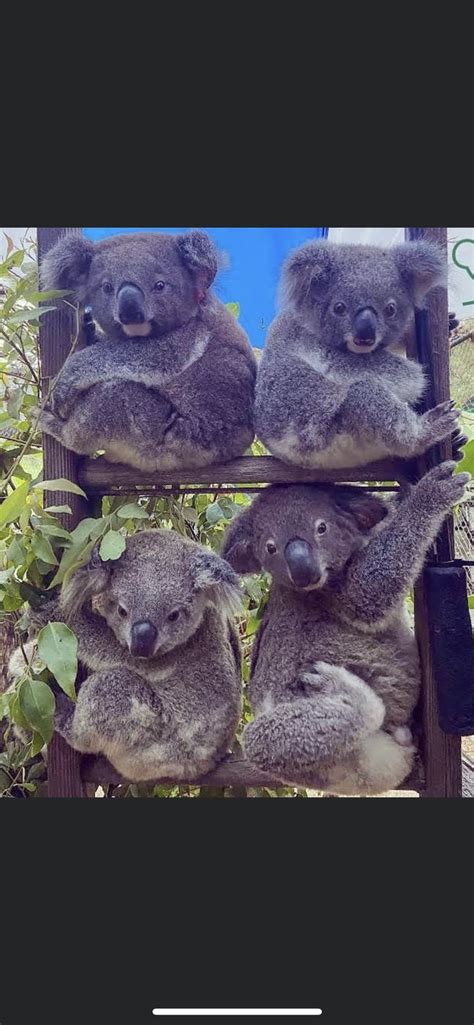 Pin By Nancy Smith On Koalas Koala Marsupial Koala Koalas