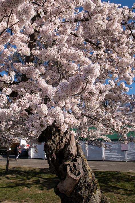 26 Great Flowering Trees For Michigan Gardens Progardentips