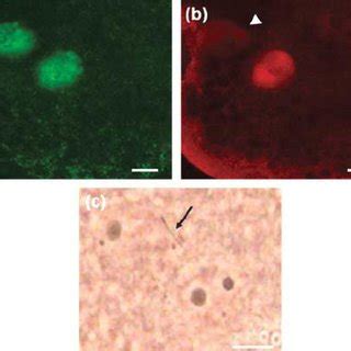 Confocal Laser Scanning Micrographs Of Whole DNA Methylation In Pig