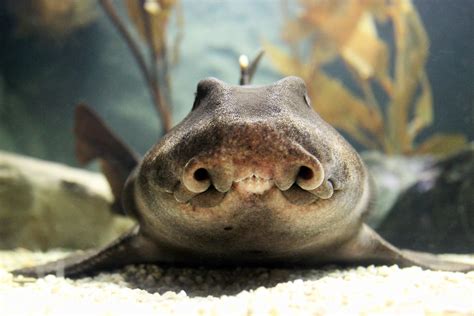 🔥Horn shark eggs are spiral shaped🔥 : r/NatureIsFuckingLit