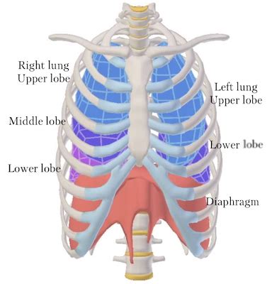 Lung Vasculature Anatomy