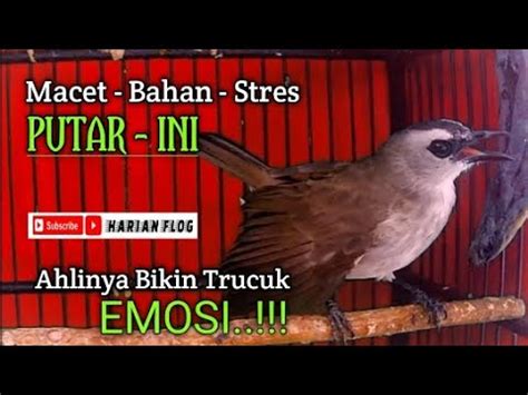 Trucukan Gacor Raja Pikat Ini Masternya Buat Pancingan Trucukan Bahan