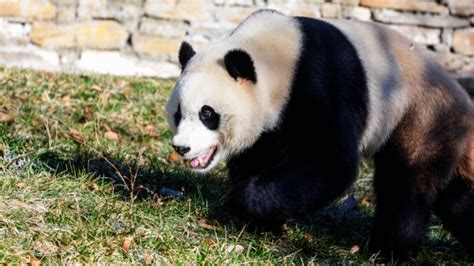 Returned US Born Giant Panda Meets Public In China SHINE News