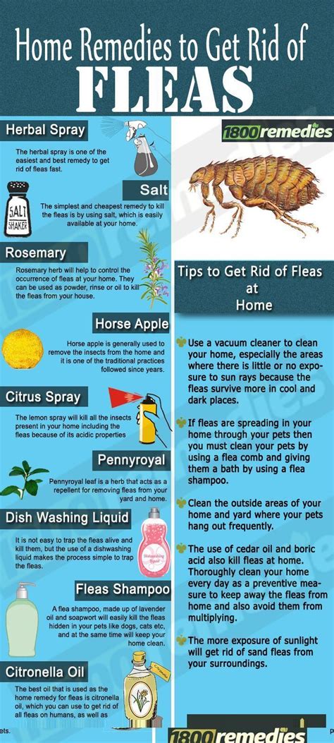 Home Remedies For Killing Fleas On Dogs