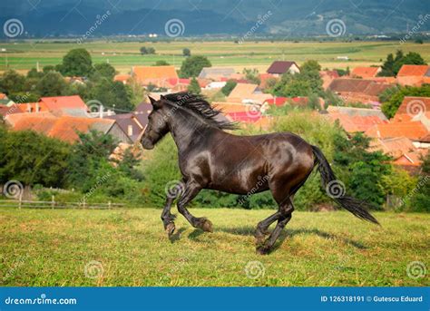 Arabian Brown Horse Running at the Farm in Romania Stock Image - Image of background, horse ...