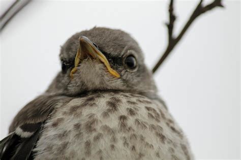 Angry Sparrow Photograph By Andrea Lowery Pixels