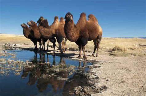 Camel Description Humps Food Types Adaptations Facts Britannica