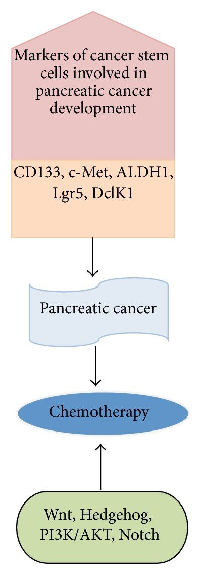 The Role Of Cancer Stem Cells Markers During Pancreatic Cancer