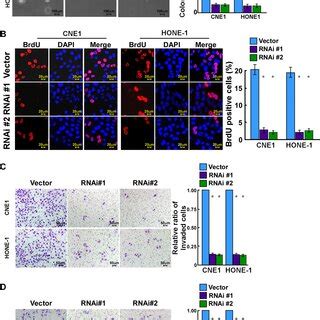 Rnf Knockdown Inhibits Npc Cell Proliferation Migration And