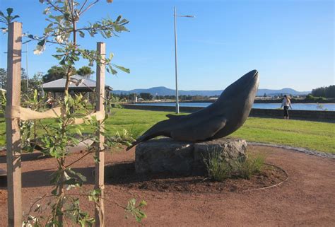 Whale Sculpture Tells Story Of Dharawal Peoples Cultural Connection To