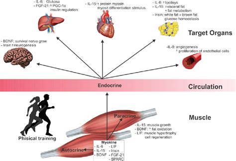 Figure From Myokine Regulation As Marker Of Sarcopenia In Elderly