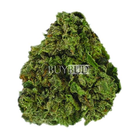Buy Alaskan Thunder Fuck Cannabis Online Canada Free Shipping Orders