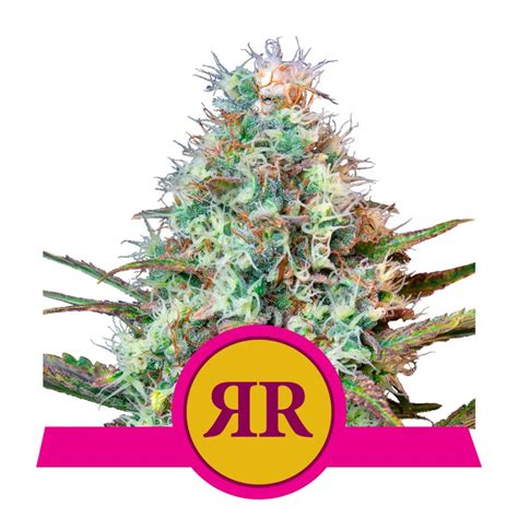 Royal Runtz From Royal Queen Seeds Kings Seed Bank