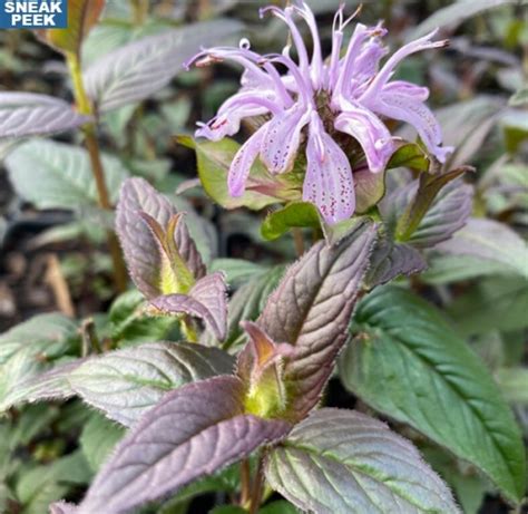 Bee Balm Bradburiana Midnight Oil Ppaf Monarda Peacock Valley Nursery