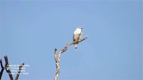 P Ssaro Brasileiro Emite O Canto Mais Alto Do Mundo Globonews Est Dio