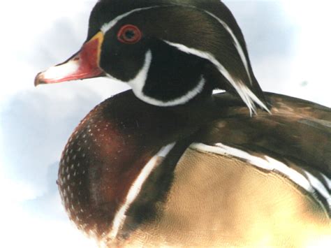 Apricot Wood Duck Pair