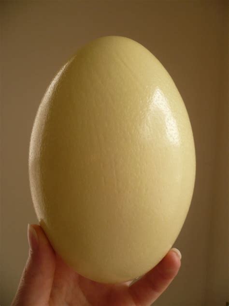 Rhea Egg