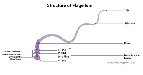 Flagella Definition Structure Types Functions Rotation Examples