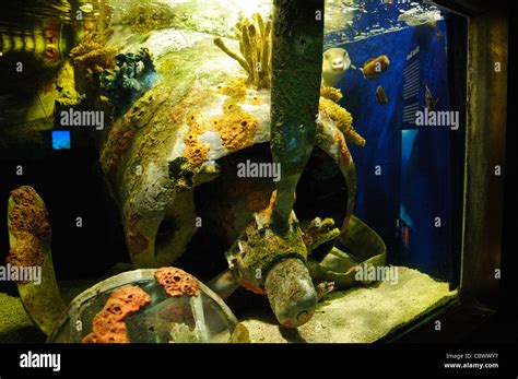 WASHINGTON DC, USA - An exhibit at Washington DC's National Aquarium shows an example of a reef ...