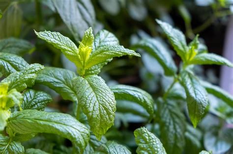 Hierbabuena Fresca Menta Caballa N Menta Mentha Spicata Planta