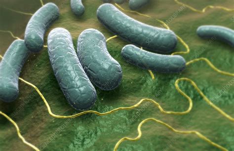 Escherichia Coli Stock Image F Science Photo Library