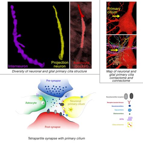 Mapping Of Neuronal And Glial Primary Cilia Contactome And Connectome