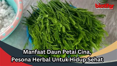 Manfaat Daun Petai Cina Pesona Herbal Untuk Hidup Sehat Biotifor