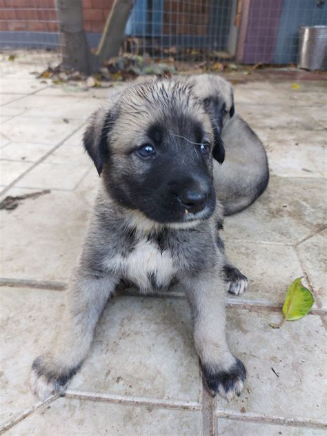 Pferdestärken Plateau Süd kangal husky mix Geburtsort Über Kopf und