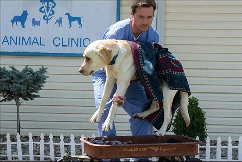 Marshall el perro milagroso una película para celebrar el día del