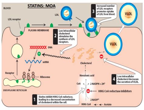 3. Lipid Lowering Drugs Flashcards | Quizlet