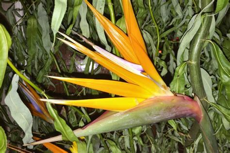 How To Prune Birds Of Paradise Botanic Box