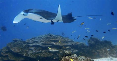 Giant Oceanic Manta Ray - AnimalBehaviorCorner