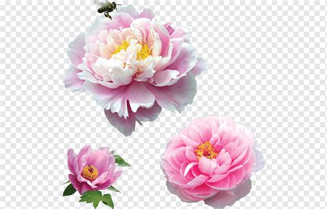 Moutan Peony Pink Peony Flower Arranging White Web Design Png PNGWing