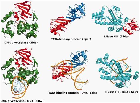 Structure And Dna Binding Of Tbp Domain Containing Proteins Overview