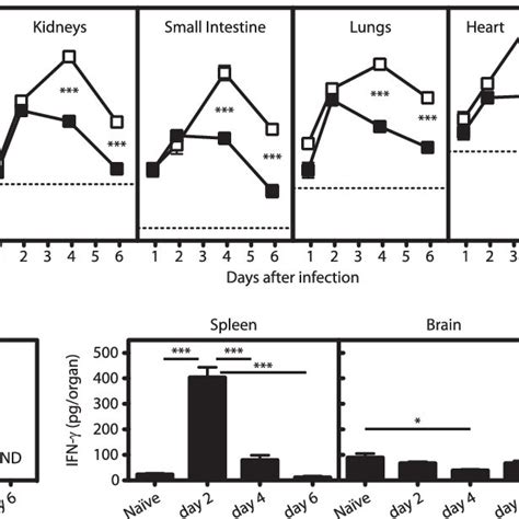 Ifn R Dependent Signaling Reduces Systemic Levels Of Denv By Day 4