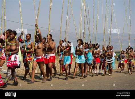 Zulu Jungfrauen Liefern Schilf Stöcke An Den König Zulu Reed Dance Im