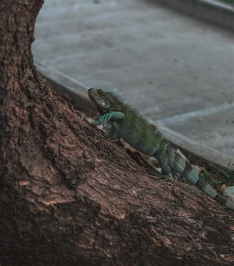 Iguana Control EZ Pest Control